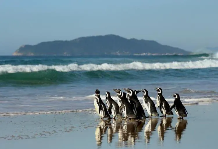 Holiday home Canto Da Cigarra I - Praia Do Mocambique - Florianopolis - Sc